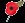 coquelicot