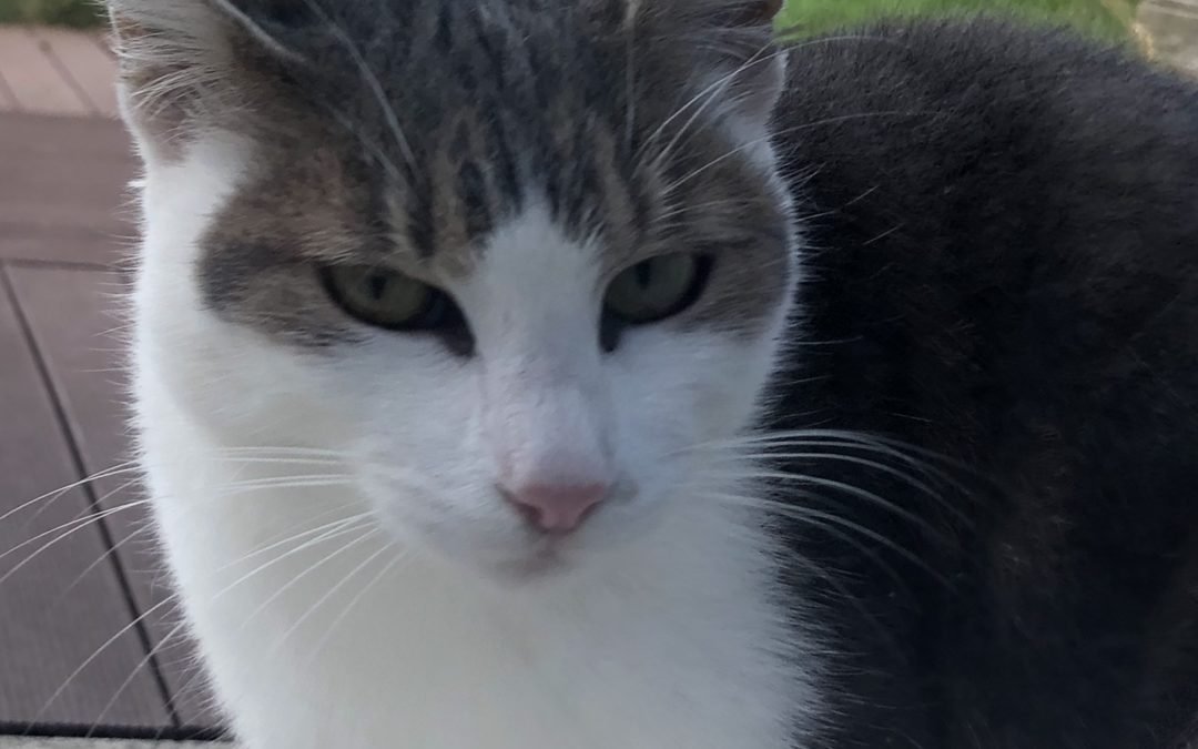 CHATTE TROUVEE