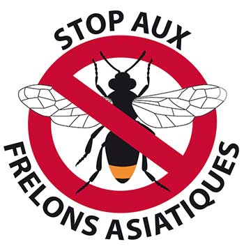 Frelons asiatiques